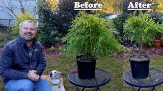 How to make a Gold Mop Topiary  Holly Helps🐕‍🦺 [upl. by Notsirk833]