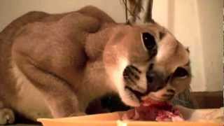 Caracal Feeding Time Growls Closeup [upl. by Latashia]