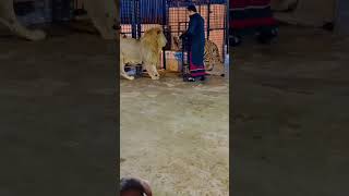 Mian saqib tigerlion animals trending song viral shortvideo [upl. by Mastic224]