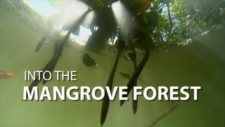 Into the Mangrove Forest  UnderH2O  PBS Digital Studios [upl. by Eaver218]