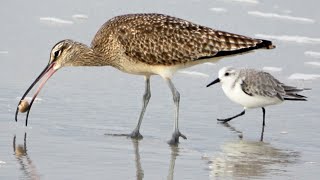 Whimbrels Sanderlings amp Sand Crabs [upl. by Lenej]