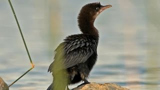 Pygmy Cormorant  Kormorán malý [upl. by Theurer]