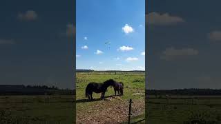 Paraglider  oktober 2024 stalvanpaardenland [upl. by Atileda420]