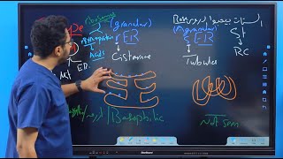 Endoplasmic Reticulum  General Histology Lec 1 Part 4  Dr Amro Ashraf [upl. by Eecak973]