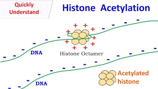 Histone Acetylation [upl. by O'Meara]