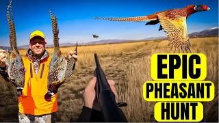 How Many Birds Can We Find EPIC Pheasant Hunting [upl. by Atinel472]