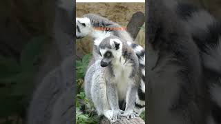 lemurs’s sound lemur soundofnature animals sound wildlife apes shorts shortsfeed subscribe [upl. by Dredi]