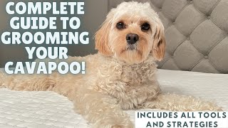 How To Easily Groom Your Cavapoo [upl. by Zolner]