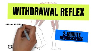 2Minute Neuroscience Withdrawal Reflex [upl. by Menon568]