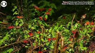 Monarch butterflies fill skies in Mexico [upl. by Teage]