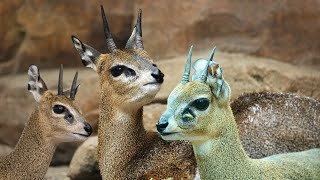 Klipspringer Tiny Antelope of Africas Rocky Landscapes [upl. by Sihun]