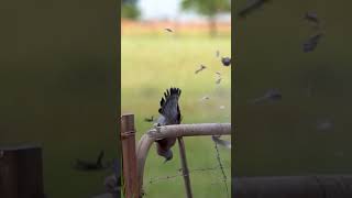 Devastating Airgun Arrow Takes Down Pigeon in One Shot [upl. by Narhem]