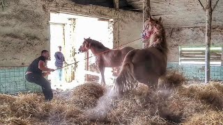 ❗❗❗ ШОК КОНТЕНТ ТАКОГО ЩЕ НІХТО НЕ ЗНІМАВ В УКРАЇНІ😱ПРИБОРКАННЯ ДИКИХ КОНЕЙ [upl. by Lynsey]