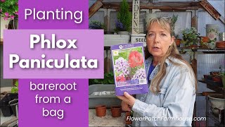 Phlox Paniculata Planting Bareroot  Easy Summer Flowers [upl. by Erving531]