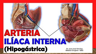 🥇 ARTERIA ILÍACA INTERNA Hipogástrica ¡Anatomía Fácil y Sencillaquot [upl. by Vachil]