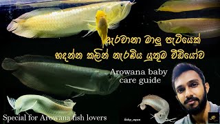 How to keep baby Arowana🐉ඇරවානා මාලු පැටියෙක් මැරෙන්නෙ නැතුව හදන විදිහSpecial for Arowana Lovers [upl. by Ahsyek]