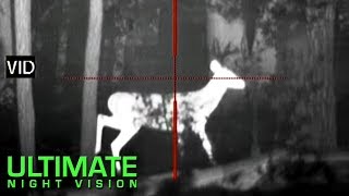 Using Thermal Imaging to See Antlers on White Tail Bucks [upl. by Melborn846]