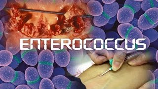 Enterococcus [upl. by Atikal]