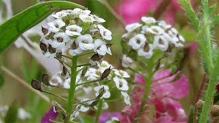 Sweet Alyssum Flowers  Alyssum maritimum [upl. by Asfah]