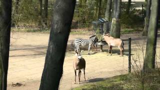 Giraffe en zebra buitenverblijf dierentuin Arnhem Prachtige dieren [upl. by Parhe]