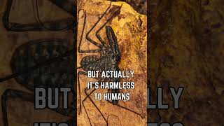 🕷️🌌 Discover the Tailless Whip Scorpion Natures Creepy Crawly Marvel [upl. by Baggett155]