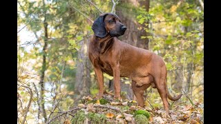 Bavarian Mountain Hound Pros and Cons Owning a Bavarian Mountain Hound [upl. by Llohcin]