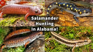 Salamander Hunting in Alabama Mud Salamanders Four Toed Salamander Spotted Salamanders and More [upl. by Namrac]