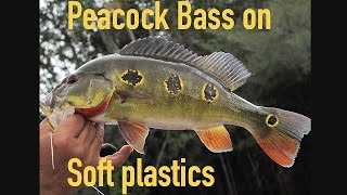 Peacock bass fishing with Soft Plastic Lures [upl. by Iht]