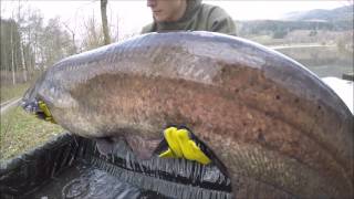 CARP vs CATFISH  Kamsker Session 1 GoProHERO4 [upl. by Enrobialc427]