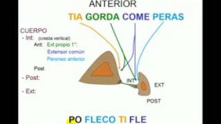 OSTEOLOGIA DE MIEMBRO INFERIOR 8 Diagnostico X [upl. by Airotnahs]