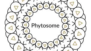 How do phytosomes work in the body [upl. by Chas]