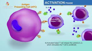 Adaptive Acquired Immunity  Immunology  Biology 🧬 of Immune System [upl. by Adigirb]