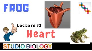 Class 11Zoology LecturesDiscuss the structure of the frogs heart amp blood circulatory system 112 [upl. by Aronek]