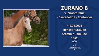 Foal AuctionFalsterbo Horse Show  Nr 10 Zurano B [upl. by Admana]