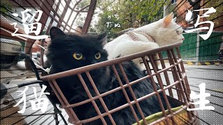 带着两只猫在石家庄的街头写生 [upl. by Kcinnay]