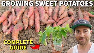 The Best Guide To GROWING SWEET POTATOES On The Internet [upl. by Rudman293]