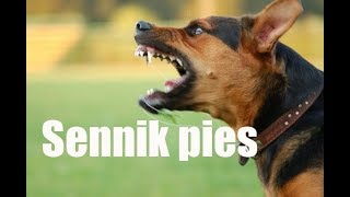 Sennik pies Znaczenie snu o psie [upl. by Kimmi]