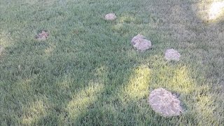 QampA  What is making dirt mounds in my yard [upl. by Zelten]