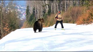 Skiing with the bear on the slope  9 Martie 2021 Partia Cocosul Predeal Romania by Mister Fox [upl. by Anuqahs]