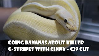 C29 Cut  Pastel Banana Cinnys het for Gstripe plus a quick look at the orange dream bananas [upl. by Norrej]