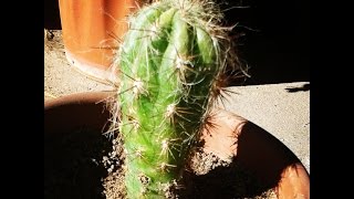 Cactus que se pudre  Por qué y Solución [upl. by Nnave]