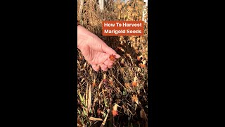 How to Save Marigold Seeds from the Garden [upl. by Desireah664]