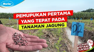 Cara Pemupukan Pertama yang Tepat pada Tanaman Jagung [upl. by Euqinom166]