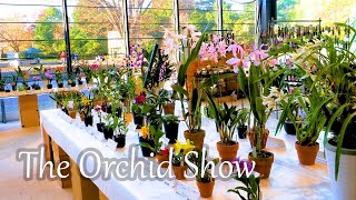 【4K Orchid】The Orchid Show 秋の洋らん展 2022 Autumn at Showa Memorial Park orchid orchids らん展 洋らん展 [upl. by Liggitt]