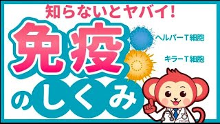 知ると10倍得する免疫力の仕組み【キラーT細胞、ヘルパーT細胞】 [upl. by Proctor]