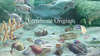 Lecture 5 Vertebrate origins Jan 23 [upl. by Ferdie966]