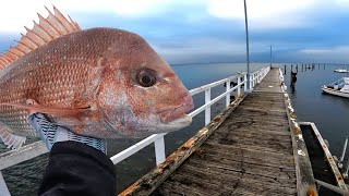 Land Based Pier and Jetty Fishing For Snapper [upl. by Morrie]