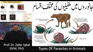 Types Of Parasites in Animals [upl. by Asselam]