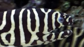 Beautiful Zebra Moray Eel produce slippery substance [upl. by Goda]