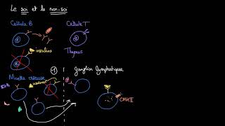 Immunité  Le soi et le nonsoi [upl. by Artemla65]